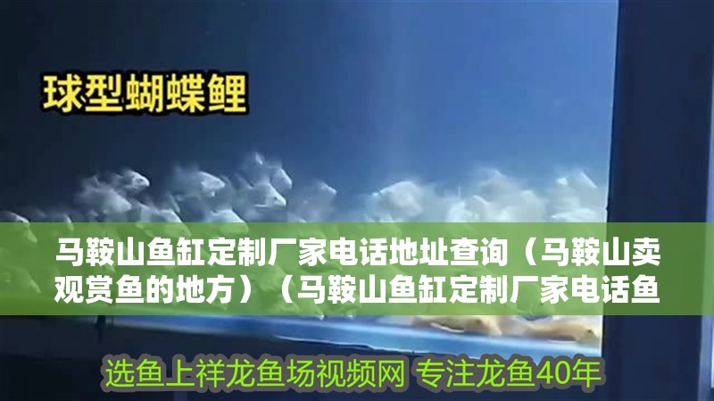 馬鞍山魚缸定制廠家電話地址查詢（馬鞍山賣觀賞魚的地方）（馬鞍山魚缸定制廠家電話魚缸定制廠家地址查詢、生態魚缸定制廠家）