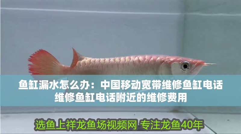 魚缸漏水怎么辦：中國移動寬帶維修魚缸電話維修魚缸電話附近的維修費用 魚缸漏水怎么辦：中國移動寬帶維修魚缸電話維修魚缸電話附近的維修費用 魚缸百科
