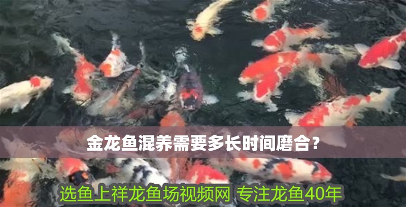 金龍魚混養(yǎng)需要多長時(shí)間磨合？