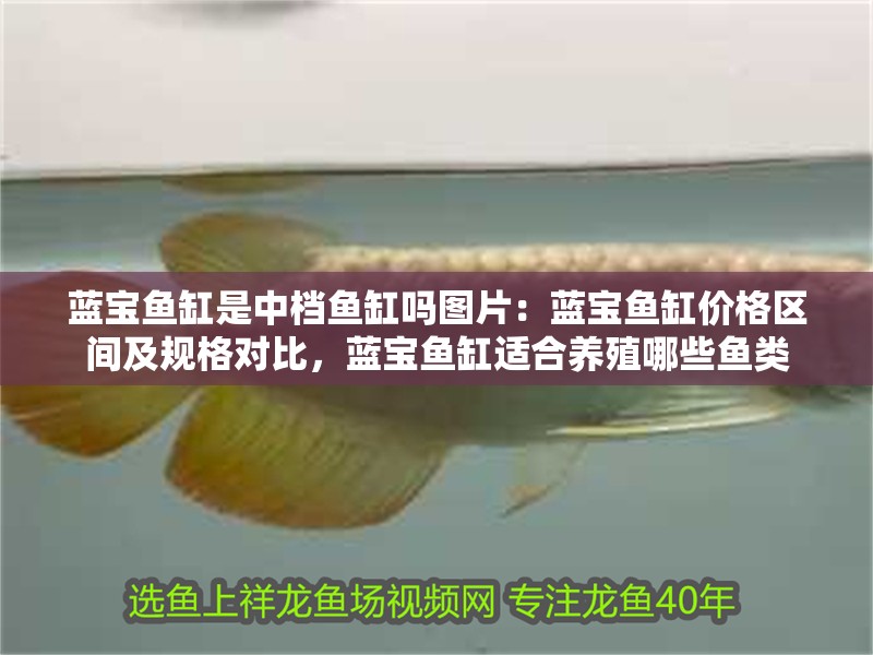 藍(lán)寶魚缸是中檔魚缸嗎圖片：藍(lán)寶魚缸價(jià)格區(qū)間及規(guī)格對(duì)比，藍(lán)寶魚缸適合養(yǎng)殖哪些魚類