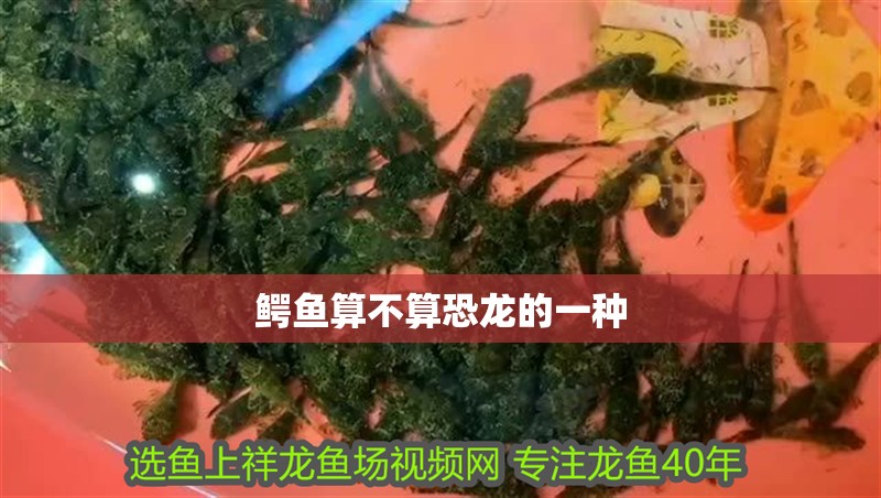 鱷魚算不算恐龍的一種