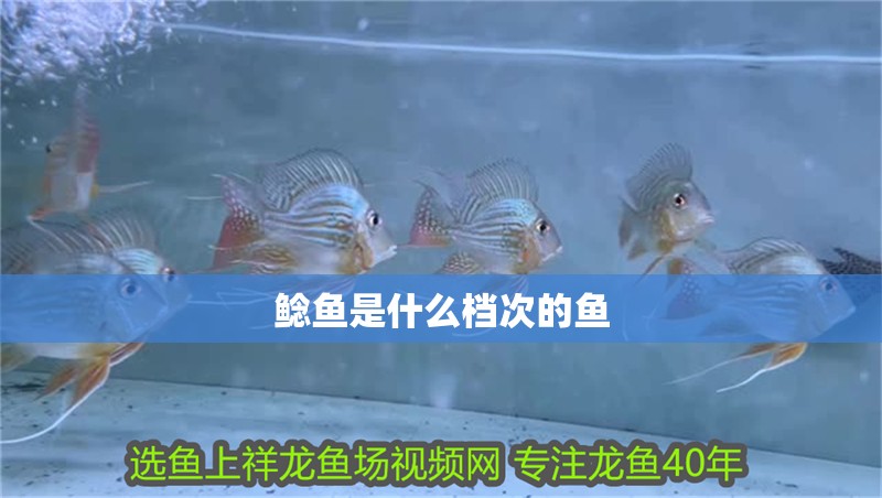 魚缸過濾器選購指南:自制魚缸過濾器魚缸上置過濾器對于養魚愛好者的必備知識 鯰魚是什么檔次的魚 龍魚論壇 鯰魚是什么檔次的魚 鯰魚是什么檔次的魚 龍魚論壇