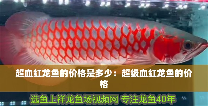 超血紅龍魚的價(jià)格是多少：超級(jí)血紅龍魚的價(jià)格