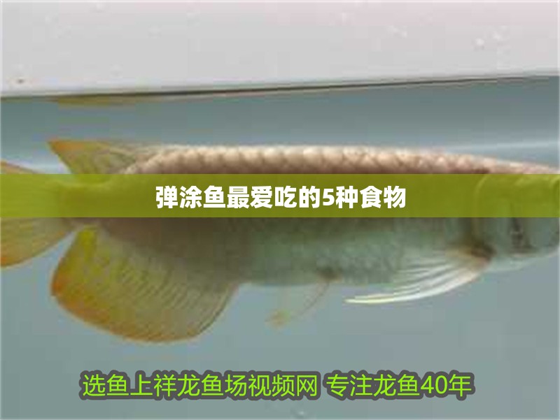 彈涂魚最愛吃的5種食物