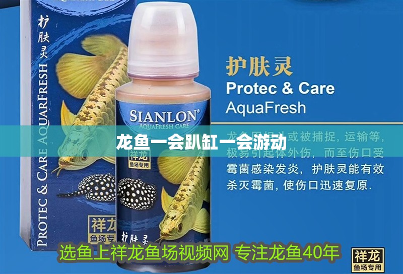 龍魚一會趴缸一會游動