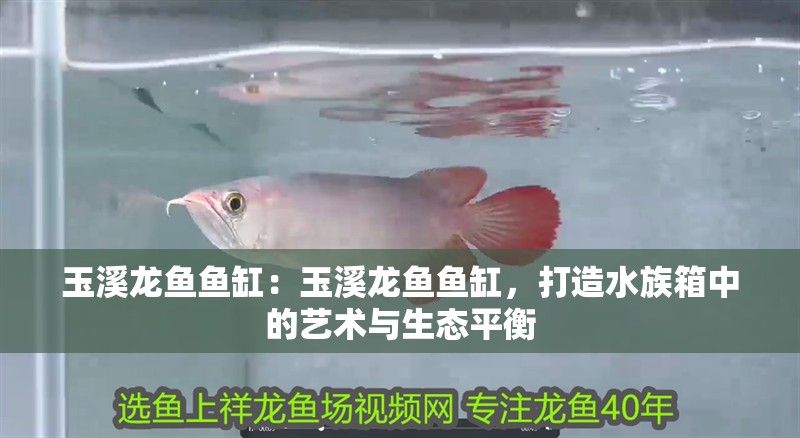 玉溪龍魚魚缸：玉溪龍魚魚缸，打造水族箱中的藝術與生態平衡