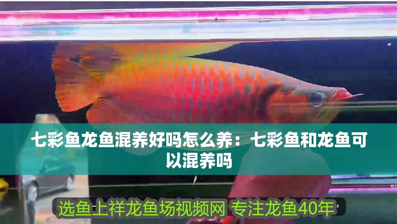 七彩魚龍魚混養(yǎng)好嗎怎么養(yǎng)：七彩魚和龍魚可以混養(yǎng)嗎