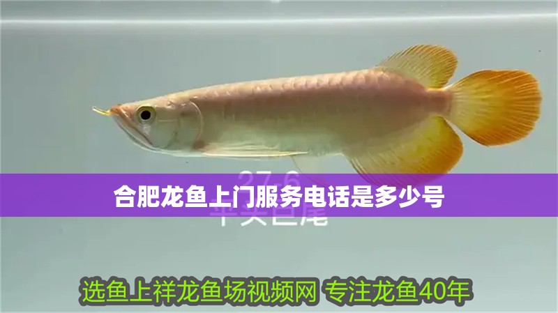 合肥龍魚上門服務電話是多少號