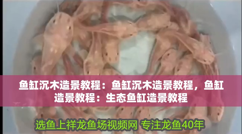 魚缸沉木造景教程：魚缸沉木造景教程，魚缸造景教程：生態魚缸造景教程