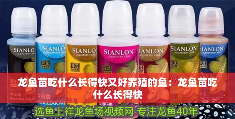 龍魚苗吃什么長得快又好養殖的魚：龍魚苗吃什么長得快