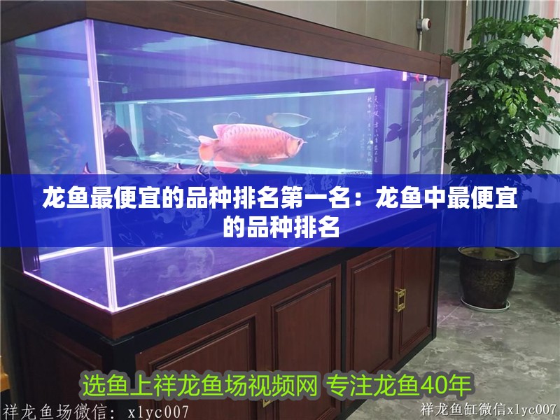龍魚(yú)最便宜的品種排名第一名：龍魚(yú)中最便宜的品種排名