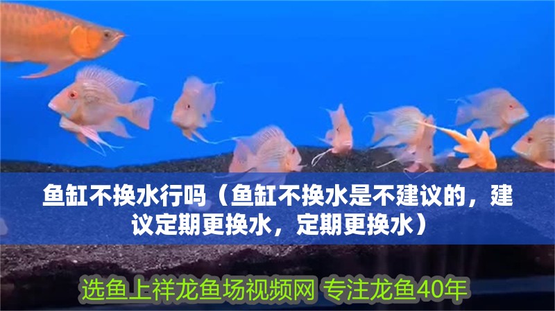 魚缸不換水行嗎（魚缸不換水是不建議的，建議定期更換水，定期更換水）