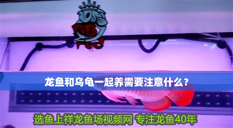 龍魚和烏龜一起養(yǎng)需要注意什么？