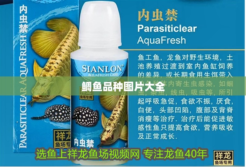 鯛魚品種圖片大全