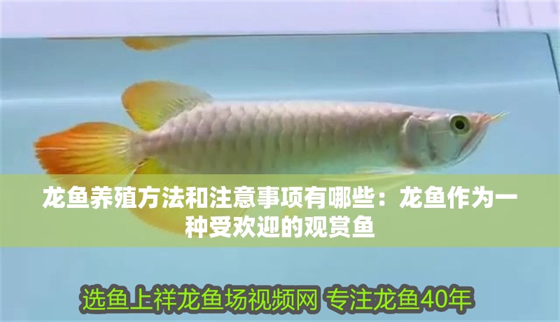 龍魚養(yǎng)殖方法和注意事項有哪些：龍魚作為一種受歡迎的觀賞魚