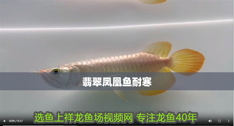翡翠鳳凰魚耐寒 翡翠鳳凰魚耐寒 龍魚論壇