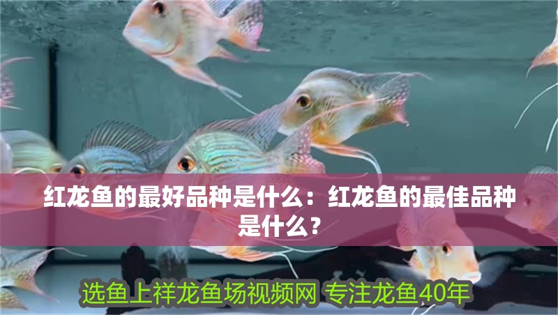 紅龍魚的最好品種是什么：紅龍魚的最佳品種是什么？