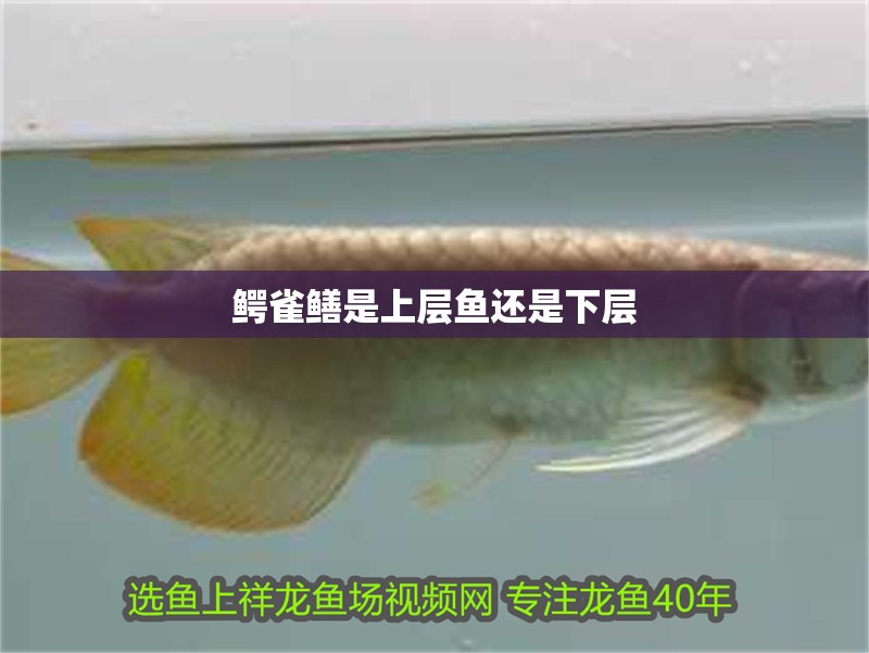 鱷雀鱔是上層魚還是下層 鱷雀鱔是上層魚還是下層 龍魚論壇