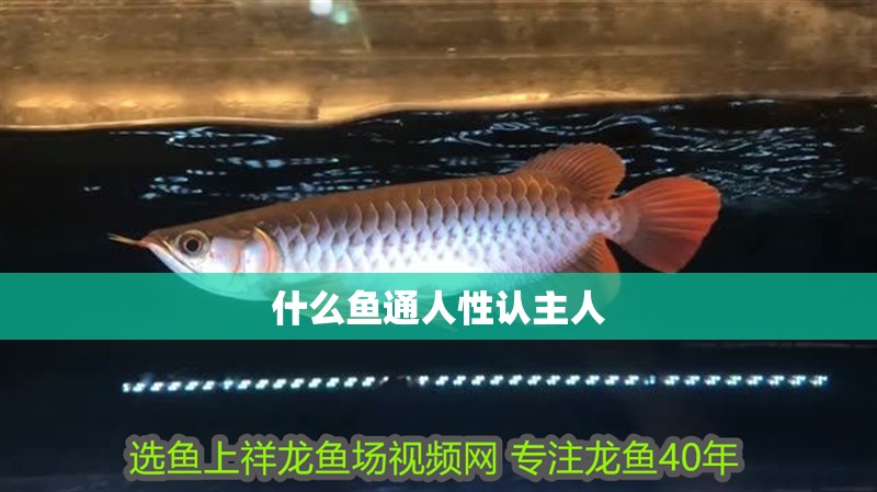 什么魚通人性認(rèn)主人
