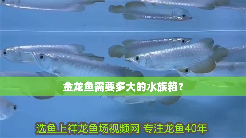 金龍魚需要多大的水族箱？