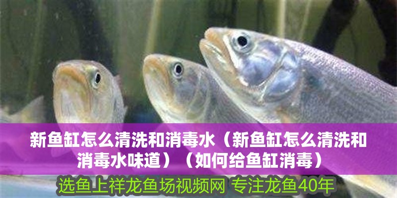 新魚缸怎么清洗和消毒水（新魚缸怎么清洗和消毒水味道）（如何給魚缸消毒）