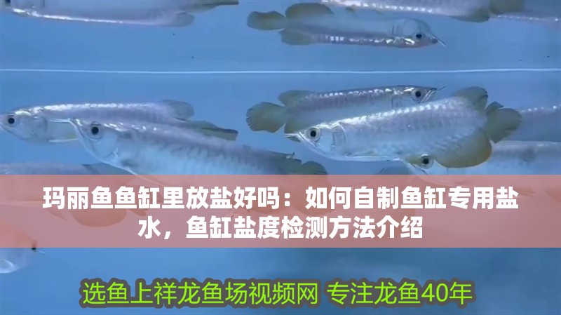 瑪麗魚魚缸里放鹽好嗎：如何自制魚缸專用鹽水，魚缸鹽度檢測方法介紹