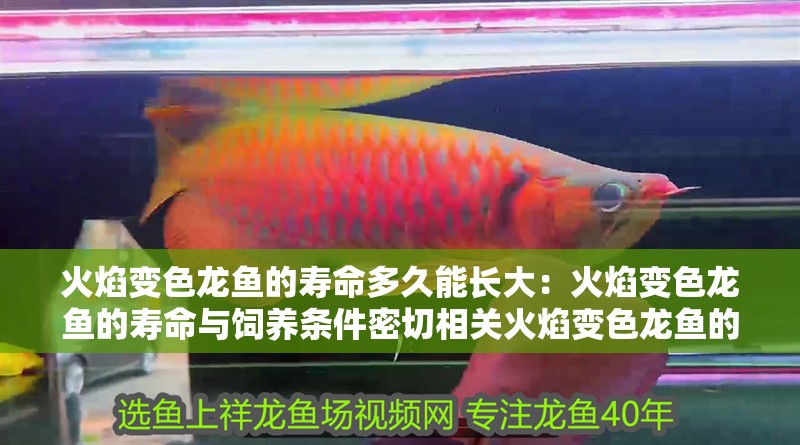 火焰變色龍魚的壽命多久能長大：火焰變色龍魚的壽命與飼養(yǎng)條件密切相關(guān)火焰變色龍魚的壽命與飼養(yǎng)條件密切相關(guān)