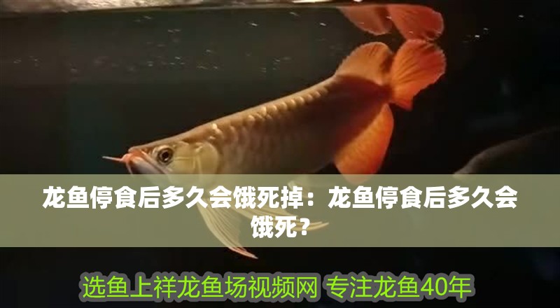 龍魚停食后多久會餓死掉：龍魚停食后多久會餓死？