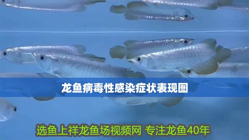 龍魚病毒性感染癥狀表現(xiàn)圖