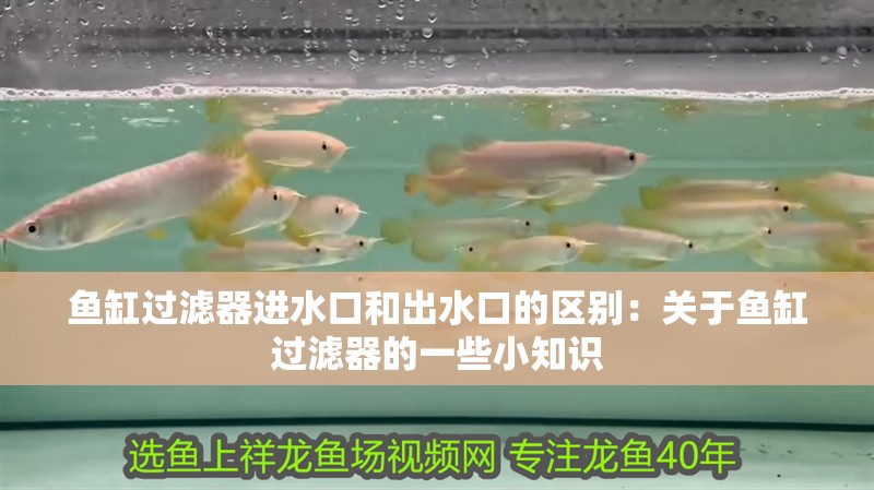 魚(yú)缸過(guò)濾器進(jìn)水口和出水口的區(qū)別：關(guān)于魚(yú)缸過(guò)濾器的一些小知識(shí)