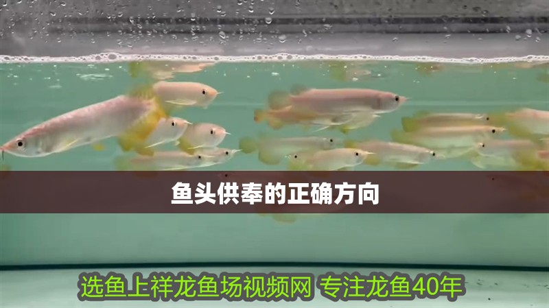 我的虎魚真菌感染了要怎么處理 魚頭供奉的正確方向 龍魚論壇 魚頭供奉的正確方向 魚頭供奉的正確方向 龍魚論壇