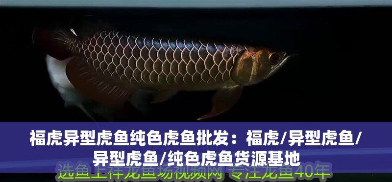 福虎異型虎魚純色虎魚批發：福虎/異型虎魚/異型虎魚/純色虎魚貨源基地