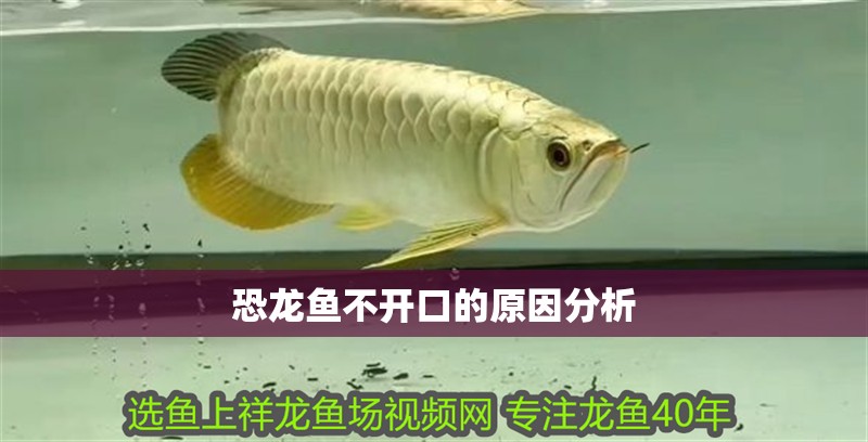 恐龍魚不開口的原因分析