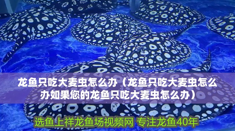 龍魚只吃大麥蟲怎么辦（龍魚只吃大麥蟲怎么辦如果您的龍魚只吃大麥蟲怎么辦）