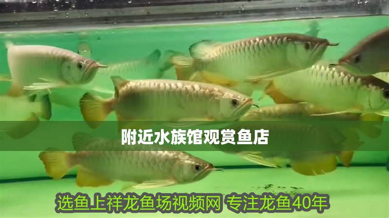 附近水族館觀賞魚店