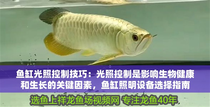 魚缸光照控制技巧：光照控制是影響生物健康和生長的關鍵因素，魚缸照明設備選擇指南