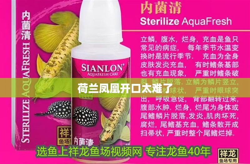 荷蘭鳳凰開口太難了