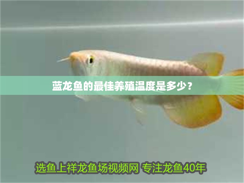藍龍魚的最佳養殖溫度是多少？