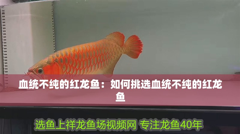 血統(tǒng)不純的紅龍魚：如何挑選血統(tǒng)不純的紅龍魚
