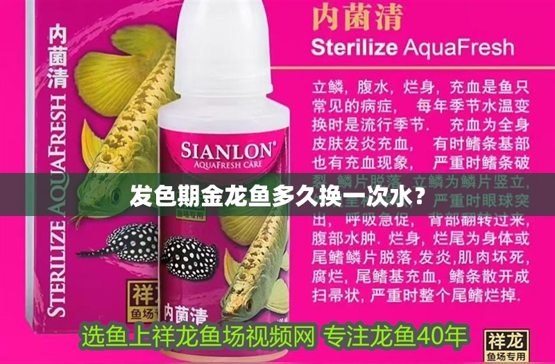 發色期金龍魚多久換一次水？
