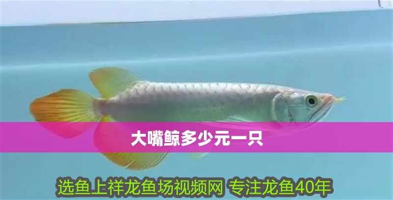 大嘴鯨多少元一只