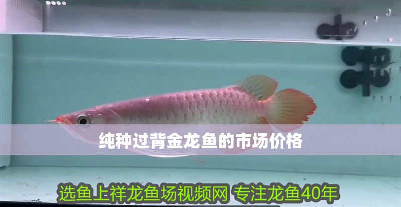 純種過背金龍魚的市場價格