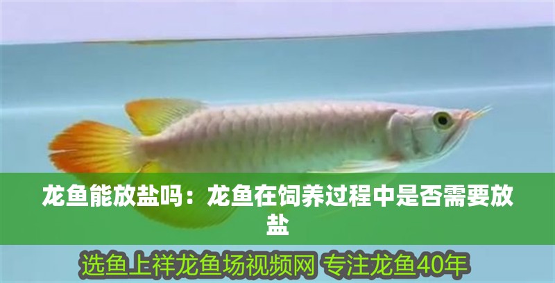 龍魚(yú)能放鹽嗎：龍魚(yú)在飼養(yǎng)過(guò)程中是否需要放鹽