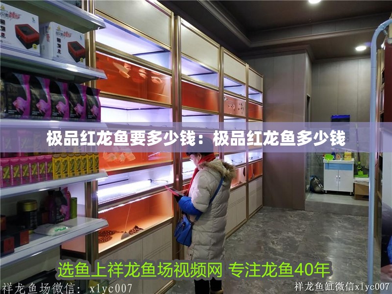 極品紅龍魚要多少錢：極品紅龍魚多少錢