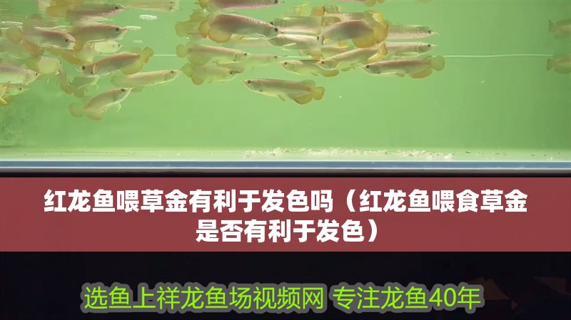 紅龍魚喂草金有利于發色嗎（紅龍魚喂食草金是否有利于發色）