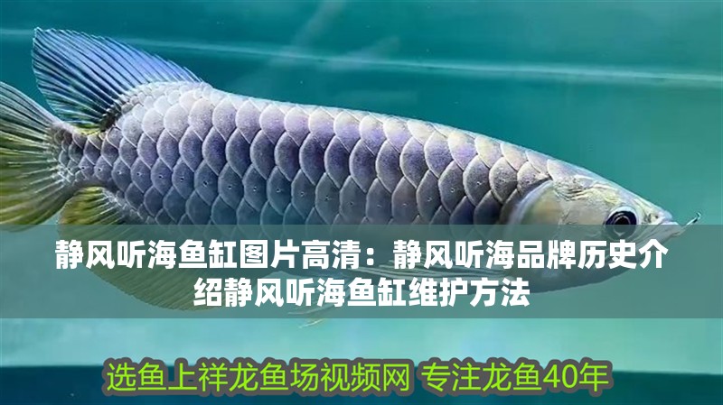靜風聽海魚缸圖片高清：靜風聽海品牌歷史介紹靜風聽海魚缸維護方法