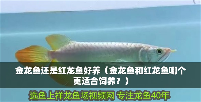 金龍魚還是紅龍魚好養（金龍魚和紅龍魚哪個更適合飼養？）