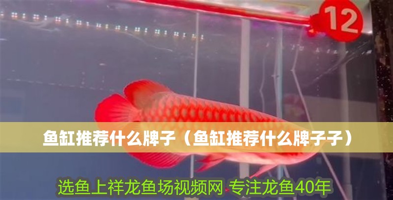 魚缸推薦什么牌子（魚缸推薦什么牌子子）