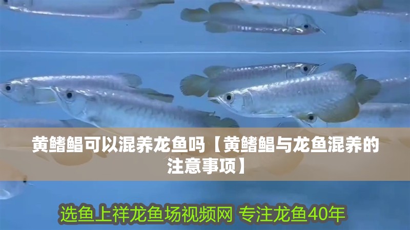 黃鰭鯧可以混養龍魚嗎【黃鰭鯧與龍魚混養的注意事項】