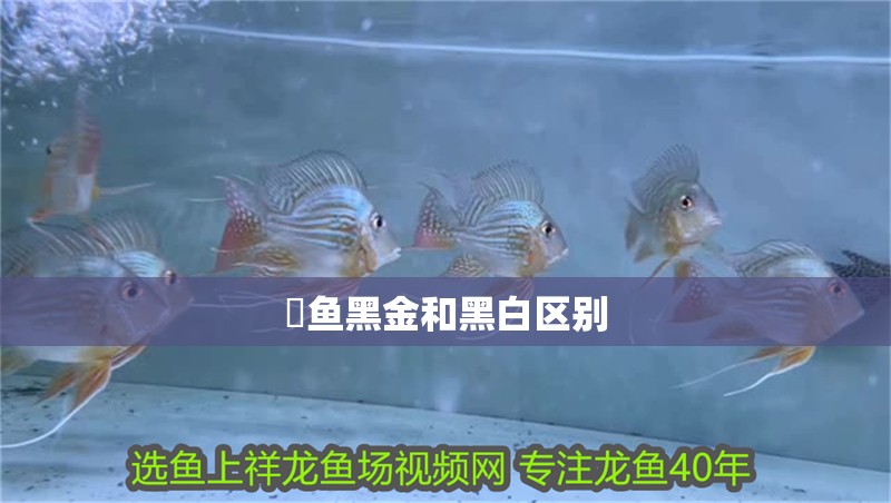 魟魚黑金和黑白區別